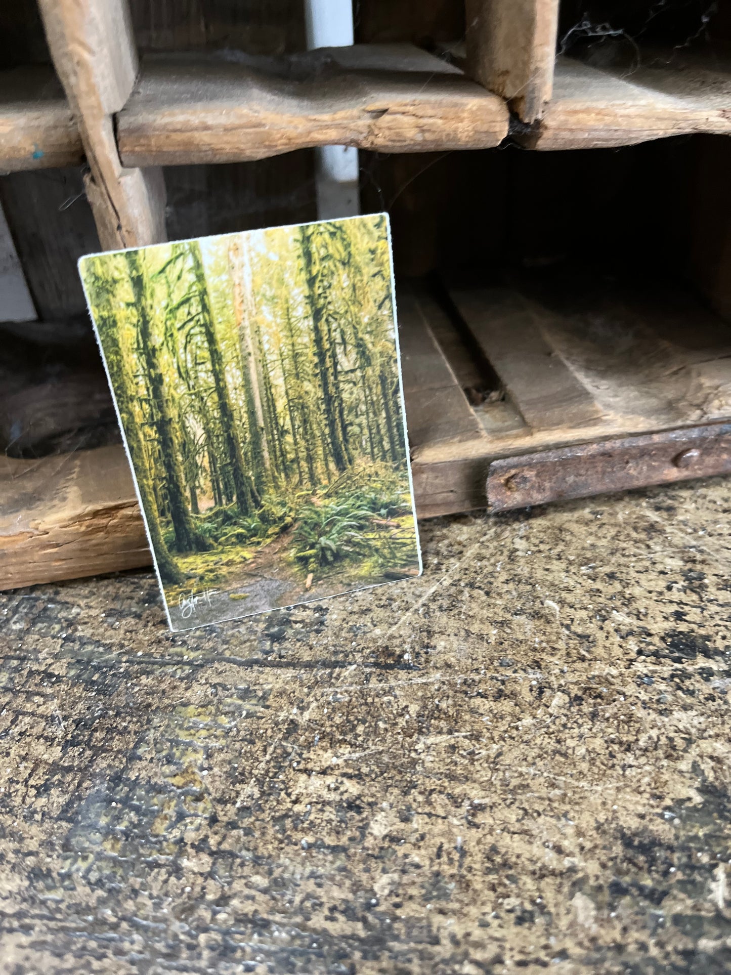 Hoh Rain Forest in Olympic National Park - Sticker