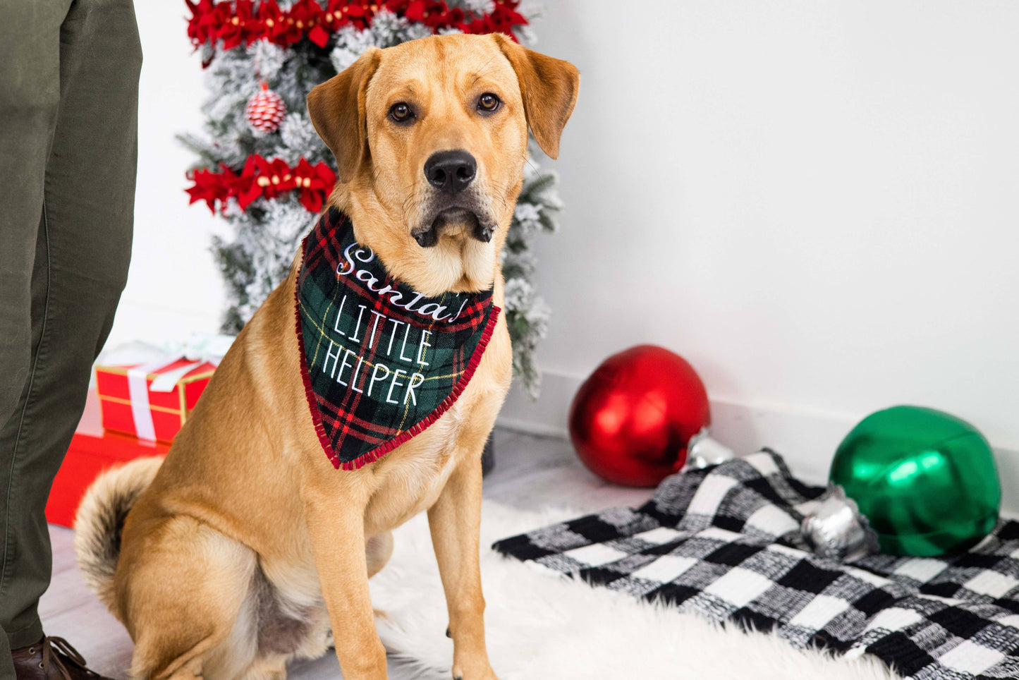 Christmas Dog Bandana - Santa's Little Helper M/L