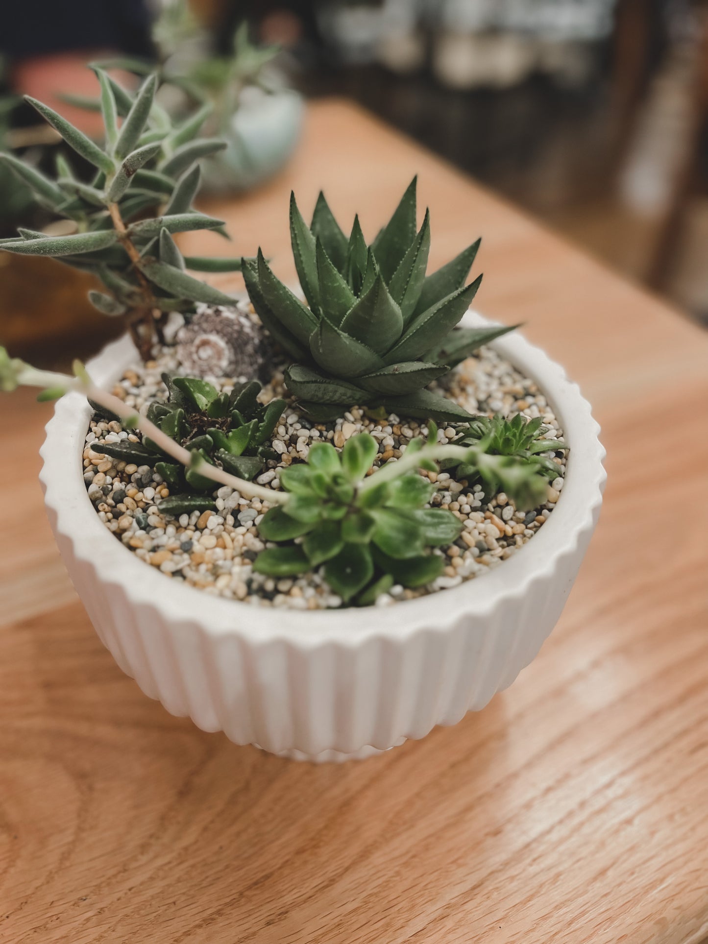 Succulent Bowl